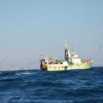 Sul Informação - Gente de toda a Europa de binóculos nos olhos para ver as aves em Sagres