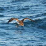Sul Informação - Gente de toda a Europa de binóculos nos olhos para ver as aves em Sagres