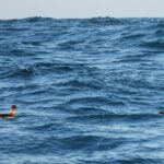 Sul Informação - Gente de toda a Europa de binóculos nos olhos para ver as aves em Sagres