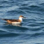 Sul Informação - Gente de toda a Europa de binóculos nos olhos para ver as aves em Sagres