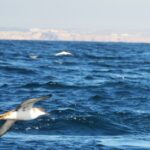 Sul Informação - Gente de toda a Europa de binóculos nos olhos para ver as aves em Sagres