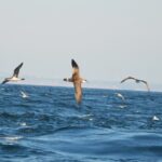 Sul Informação - Gente de toda a Europa de binóculos nos olhos para ver as aves em Sagres