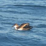 Sul Informação - Gente de toda a Europa de binóculos nos olhos para ver as aves em Sagres