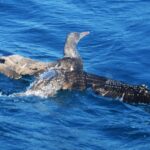 Sul Informação - Gente de toda a Europa de binóculos nos olhos para ver as aves em Sagres