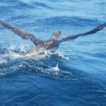 Sul Informação - Gente de toda a Europa de binóculos nos olhos para ver as aves em Sagres