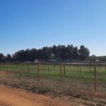 Sul Informação - Dono de terreno junto à Ria Formosa continua a abater árvores apesar do embargo
