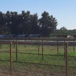 Sul Informação - Dono de terreno junto à Ria Formosa continua a abater árvores apesar do embargo