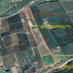 Sul Informação - Dono de terreno junto à Ria Formosa continua a abater árvores apesar do embargo