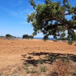 Sul Informação - Dono de terreno junto à Ria Formosa continua a abater árvores apesar do embargo