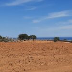 Sul Informação - Dono de terreno junto à Ria Formosa continua a abater árvores apesar do embargo