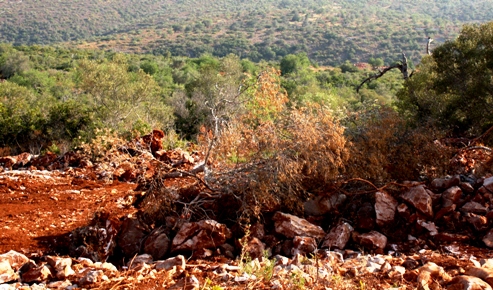 Sul Informação - PS quer que Governo garanta que «olival intensivo» em Querença respeita o ambiente