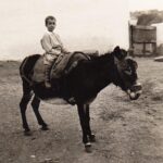 Sul Informação - Albufeira: Festival T com “noite antes da Floresta”, prémios e uma homenagem