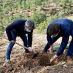 Sul Informação - Loulé adere a projeto que quer plantar uma árvore por cada cidadão europeu