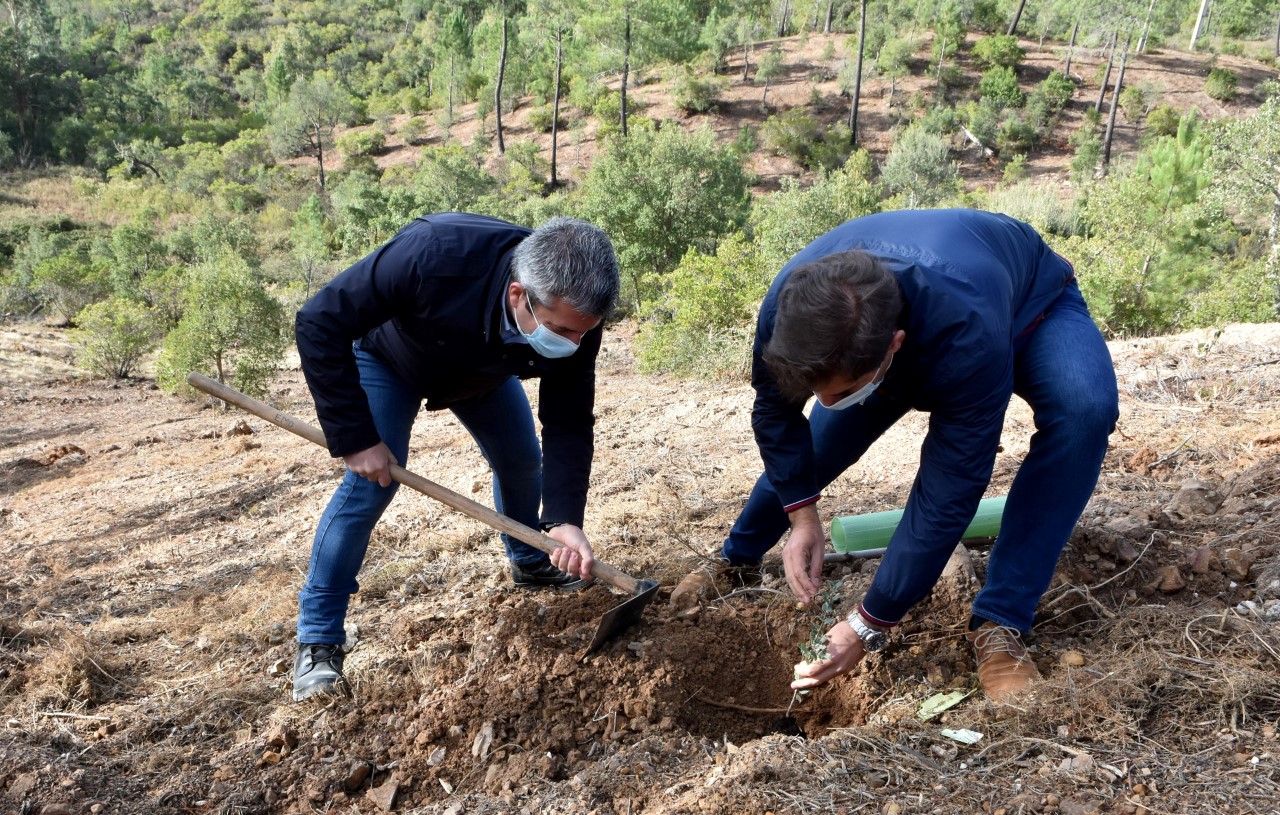 Sul Informação - Loulé adere a projeto que quer plantar uma árvore por cada cidadão europeu