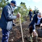 Sul Informação - Loulé adere a projeto que quer plantar uma árvore por cada cidadão europeu