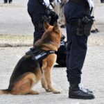 Sul Informação - Recursos da GNR são «escassos» mas a criminalidade diminuiu no Algarve em 2018