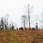 Sul Informação - Gerações uniram-se para plantar árvores onde o fogo as destruiu junto ao Autódromo de Portimão