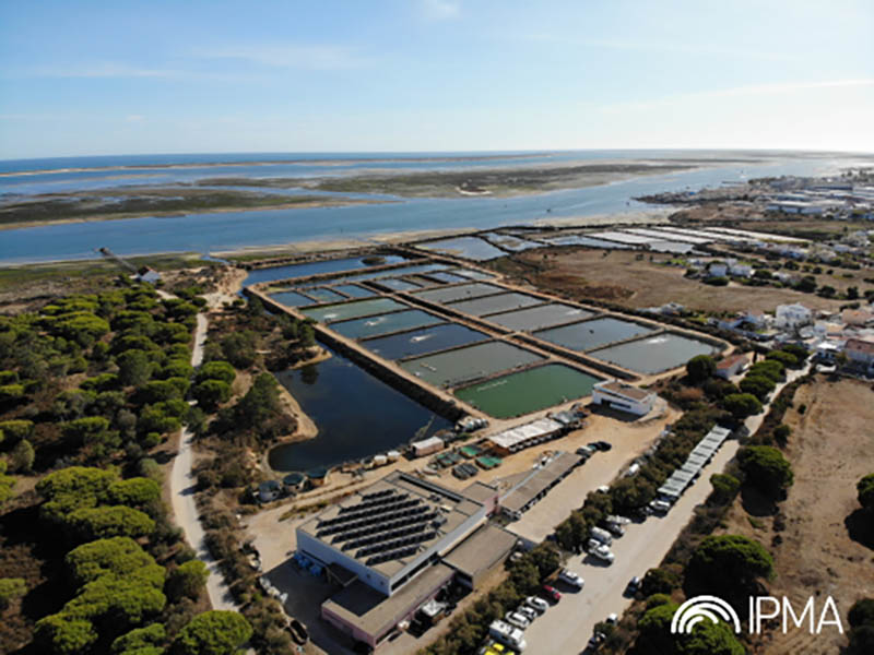 Sul Informação - Projeto europeu traz investigadores internacionais à Estação de Piscicultura de Olhão