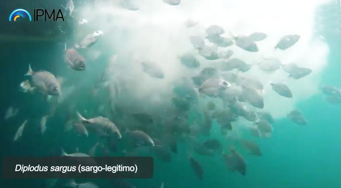 Sul Informação - Milhares de sargos criados na EPPO libertados no mar e na Ria Formosa