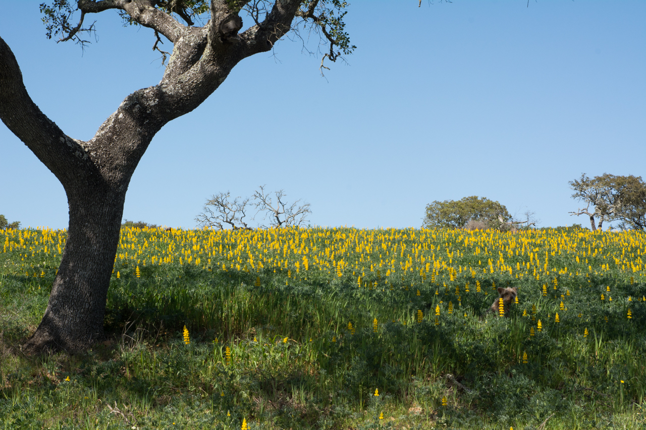 Sul Informação - CIMBAL cria Rede Intermunicipal de Cultura e Turismo do Baixo Alentejo