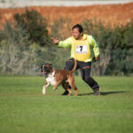 Sul Informação - Cão algarvio é vice-campeão de Portugal em pistagem, obediência e proteção canina
