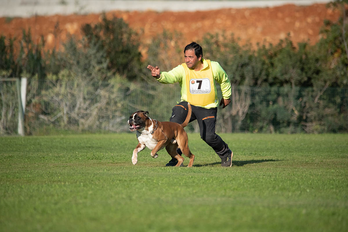Sul Informação - Cão algarvio é vice-campeão de Portugal em pistagem, obediência e proteção canina