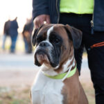 Sul Informação - Cão algarvio é vice-campeão de Portugal em pistagem, obediência e proteção canina