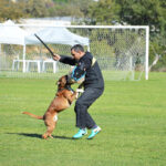 Sul Informação - Cão algarvio é vice-campeão de Portugal em pistagem, obediência e proteção canina