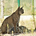 Sul Informação - Maternidade de Silves dá linces-ibéricos ao mundo há dez anos – e não vai parar