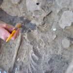 Sul Informação - Gato enterrado no cemitério medieval de Cacela é «caso insólito» revelado por arqueólogos
