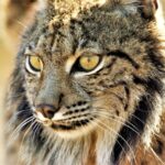 Sul Informação - Maternidade de Silves dá linces-ibéricos ao mundo há dez anos – e não vai parar