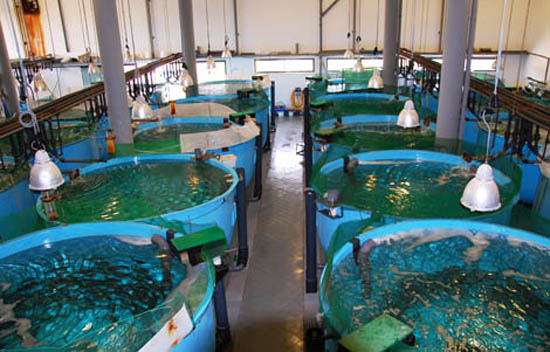 Sul Informação - IPMA liberta na costa algarvia milhares de sargos e corvinas produzidos em aquacultura