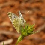 Sul Informação - Espécie rara de borboleta encontrada na Estação de Biodiversidade da Ribeira de Quarteira