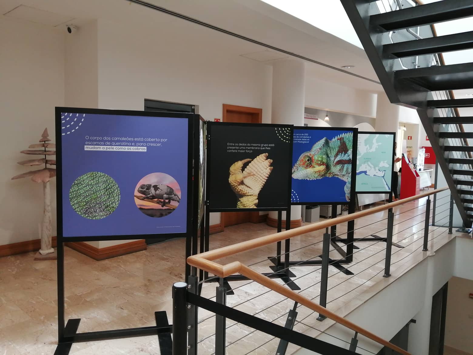 Sul Informação - Camaleão do Algarve dá-se a conhecer em exposição em Loulé