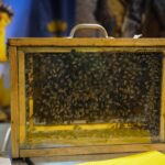 Sul Informação - FOTOGALERIA: Muitos milhares já viram o que Odemira tem de melhor na FACECO