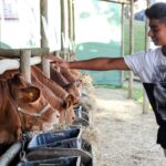 Sul Informação - FACECO com “prata da casa” cumpriu expetativas e levou 30 mil a São Teotónio (com fotos)
