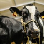 Sul Informação - FACECO com “prata da casa” cumpriu expetativas e levou 30 mil a São Teotónio (com fotos)