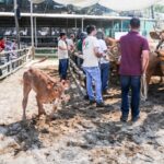 Sul Informação - FACECO com “prata da casa” cumpriu expetativas e levou 30 mil a São Teotónio (com fotos)