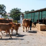 Sul Informação - FACECO com “prata da casa” cumpriu expetativas e levou 30 mil a São Teotónio (com fotos)