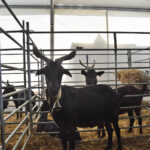 Sul Informação - Questão da água para a agricultura (e não só) domina abertura da FACECO