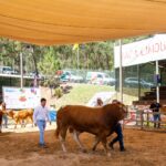 Sul Informação - «Grande desafio» que é fazer a FACECO voltou a compensar em Odemira