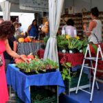 Sul Informação - Já se pode brindar ao melhor da cultura mediterrânica em Tavira