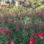 Sul Informação - 12ª edição da Feira de Jardins do Mediterrâneo recebeu um «público recorde» em Estoi