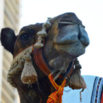 Sul Informação - Fotogaleria: Os rostos e as máscaras da Feira Medieval de Silves