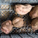Sul Informação - Uma batata doce que dá para (quase) tudo volta a ter o seu festival em Aljezur