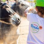 Sul Informação - Férias Desportivas regressam a Portimão