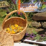 Sul Informação - Festa dos Tabuleiros Floridos volta a animar aldeia de Parises