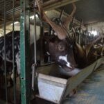 Sul Informação - Em Giões, entre o almece, o pau roxo e o umbigo-de-vénus