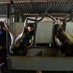 Sul Informação - Em Giões, entre o almece, o pau roxo e o umbigo-de-vénus