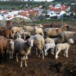 Sul Informação - Em Giões, entre o almece, o pau roxo e o umbigo-de-vénus